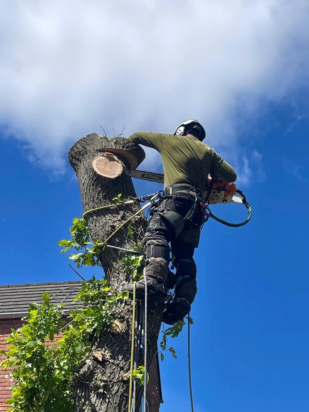 Up the tree on a job across Merseyside