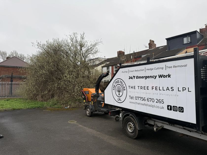 Street-side fell & full clear-up in Liverpool &mdash; before The Tree Fellas LPL tree surgery