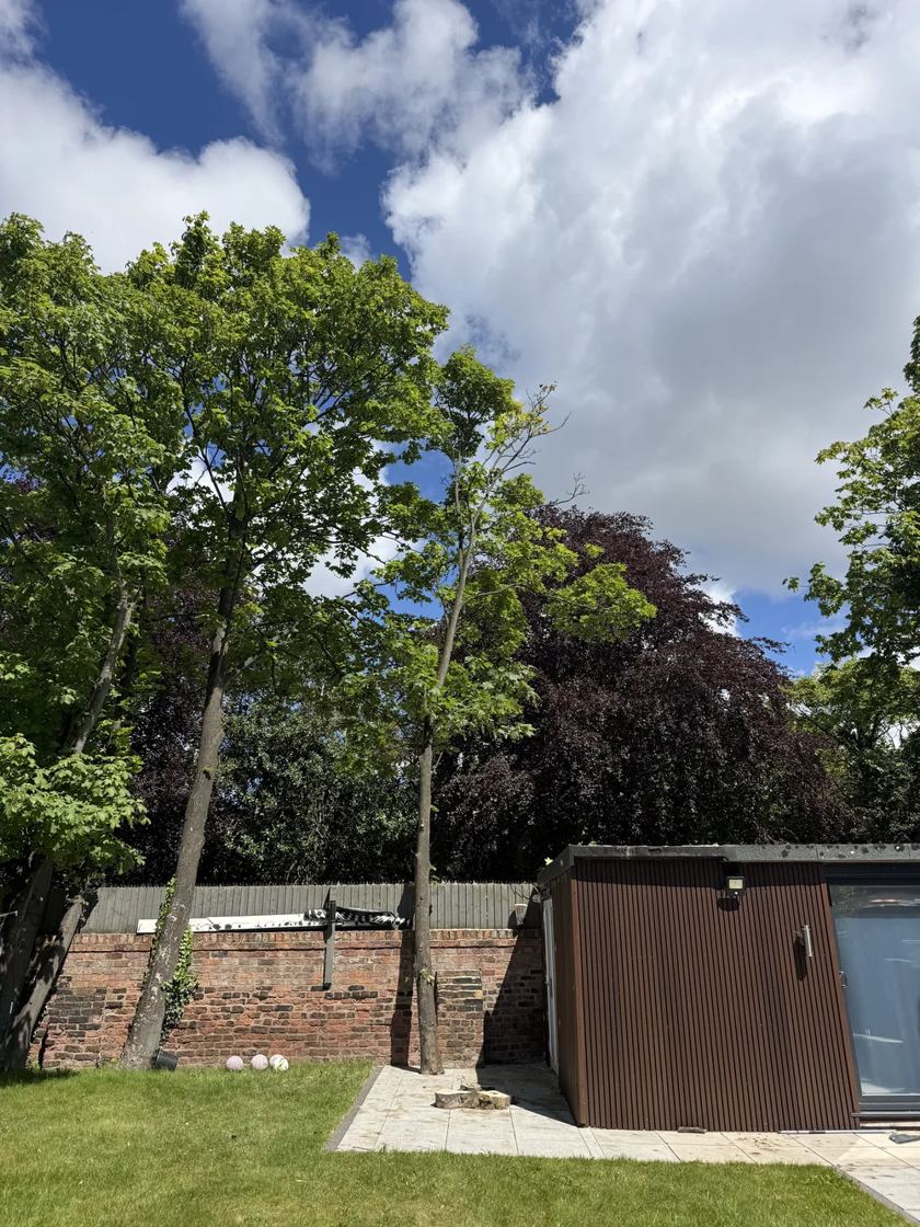 Garden cleared in Liverpool &mdash; after The Tree Fellas LPL tree surgery