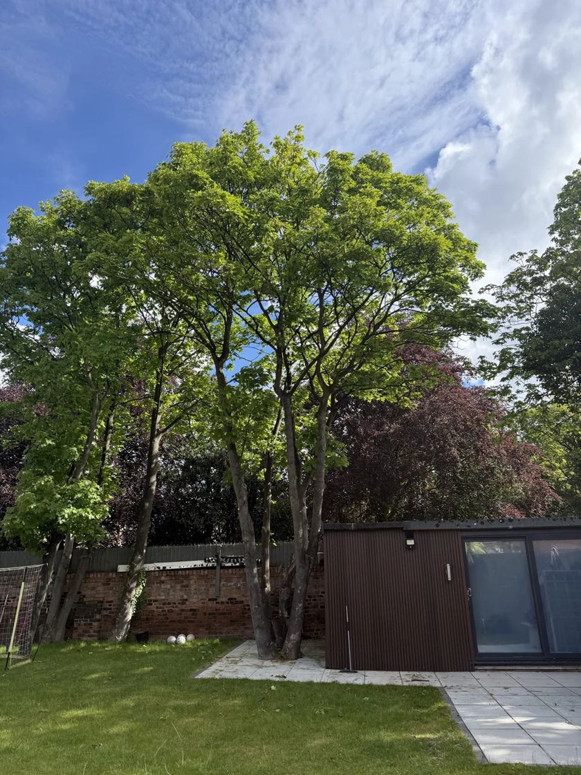 Garden cleared in Liverpool &mdash; before The Tree Fellas LPL tree surgery