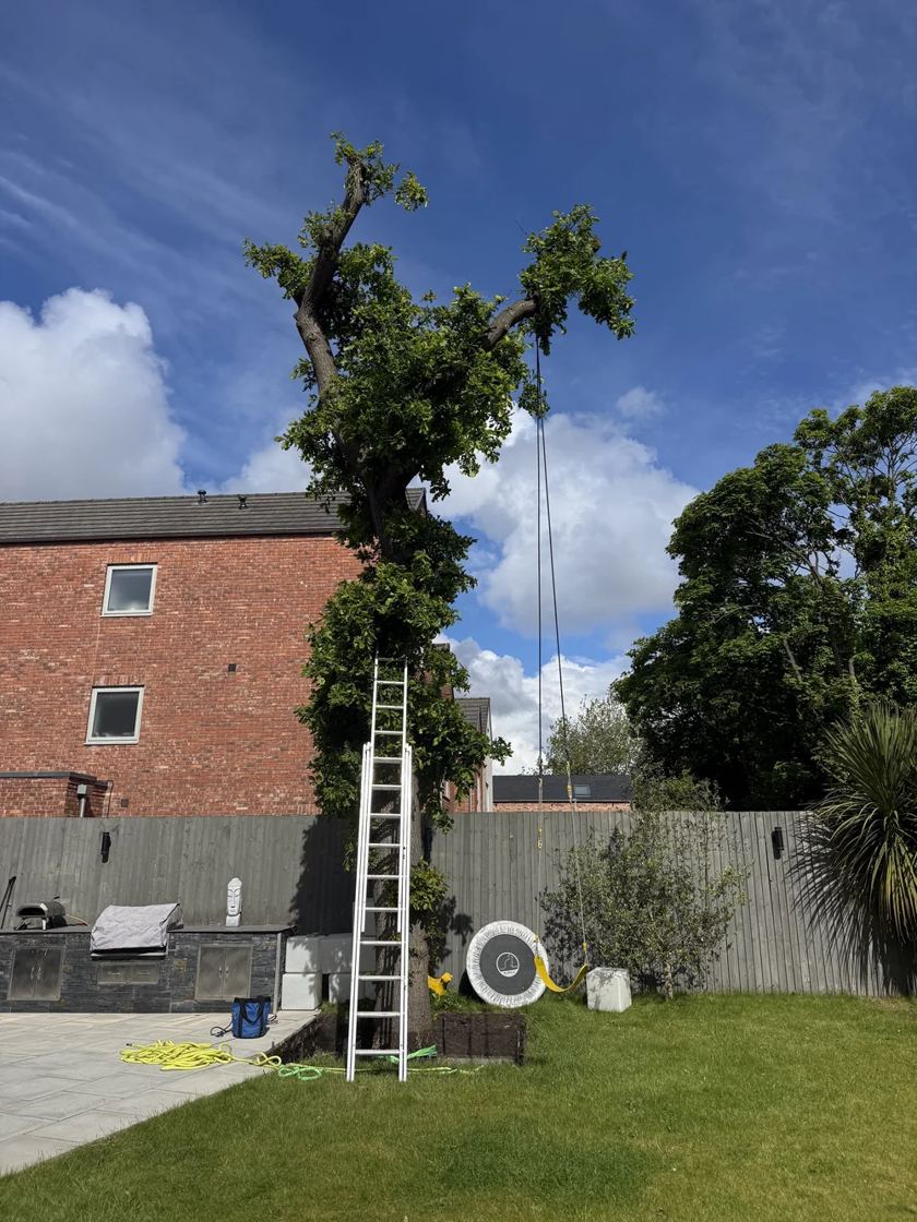 Walled garden tidy in Liverpool &mdash; before The Tree Fellas LPL tree surgery