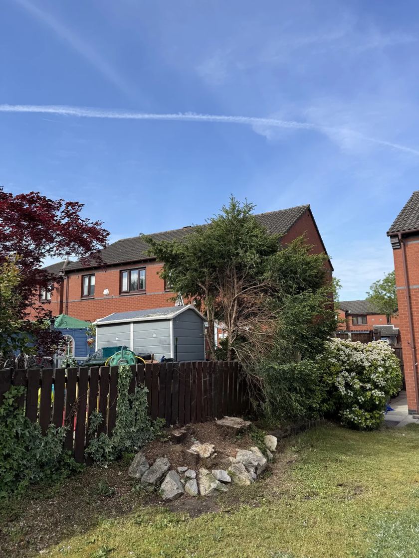 Conifers cut back in Liverpool &mdash; after The Tree Fellas LPL tree surgery