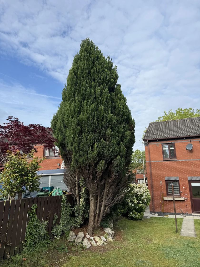 Conifers cut back in Liverpool &mdash; before The Tree Fellas LPL tree surgery