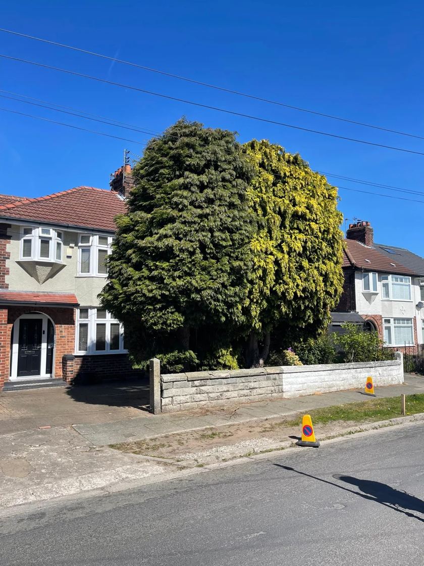 Front-garden tree removed in Liverpool &mdash; before The Tree Fellas LPL tree surgery