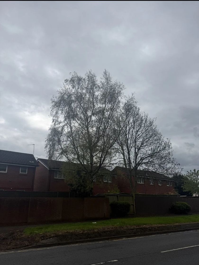 Back garden reclaimed in Liverpool &mdash; before The Tree Fellas LPL tree surgery