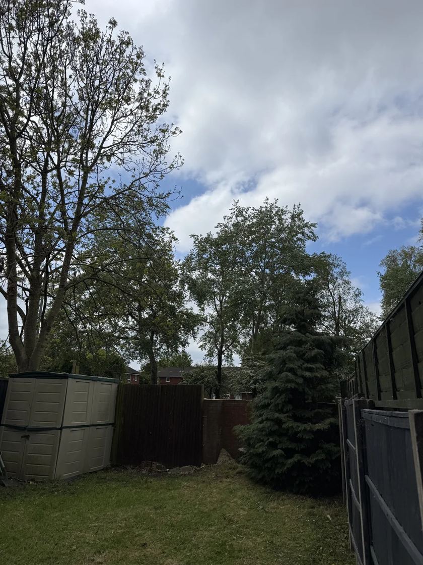 Tall conifer taken down in Liverpool &mdash; after The Tree Fellas LPL tree surgery