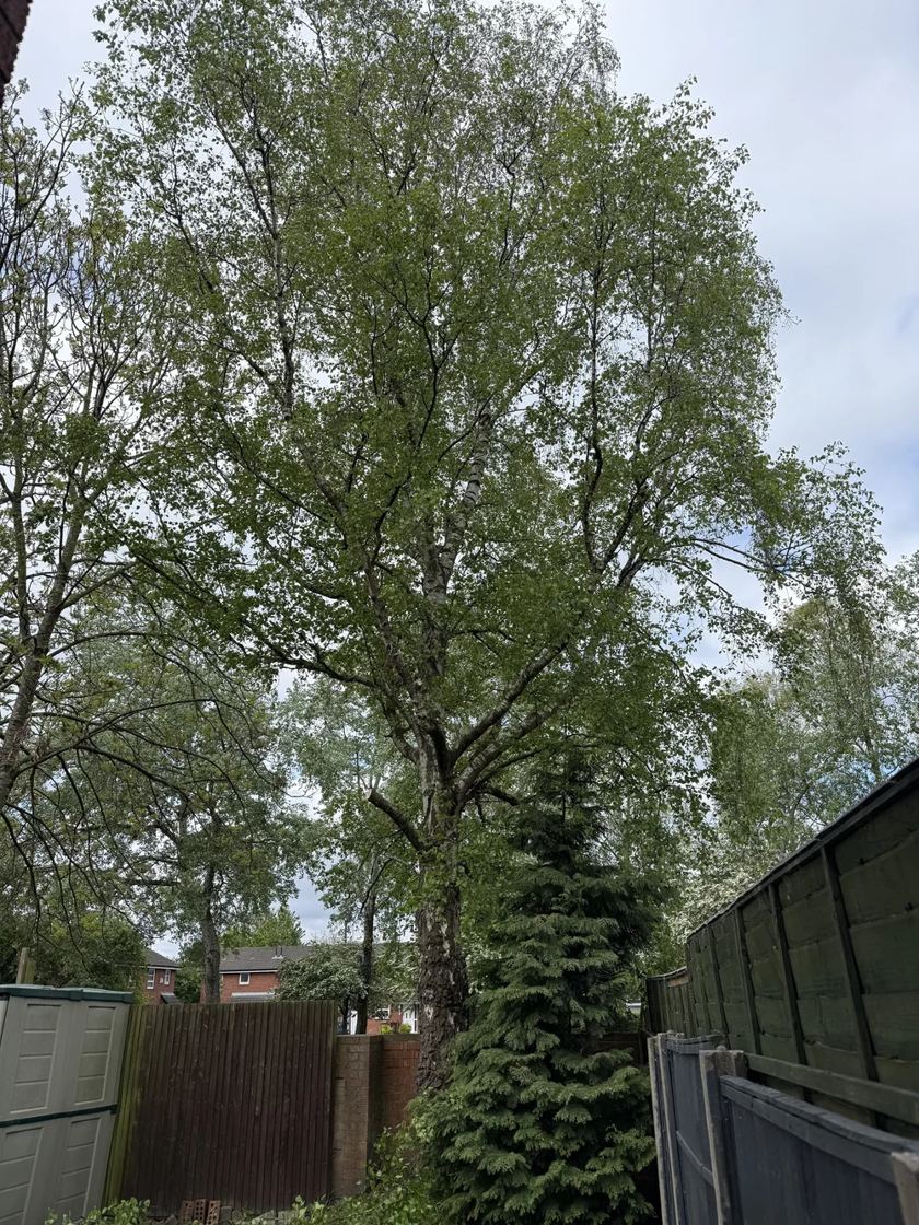 Tall conifer taken down in Liverpool &mdash; before The Tree Fellas LPL tree surgery