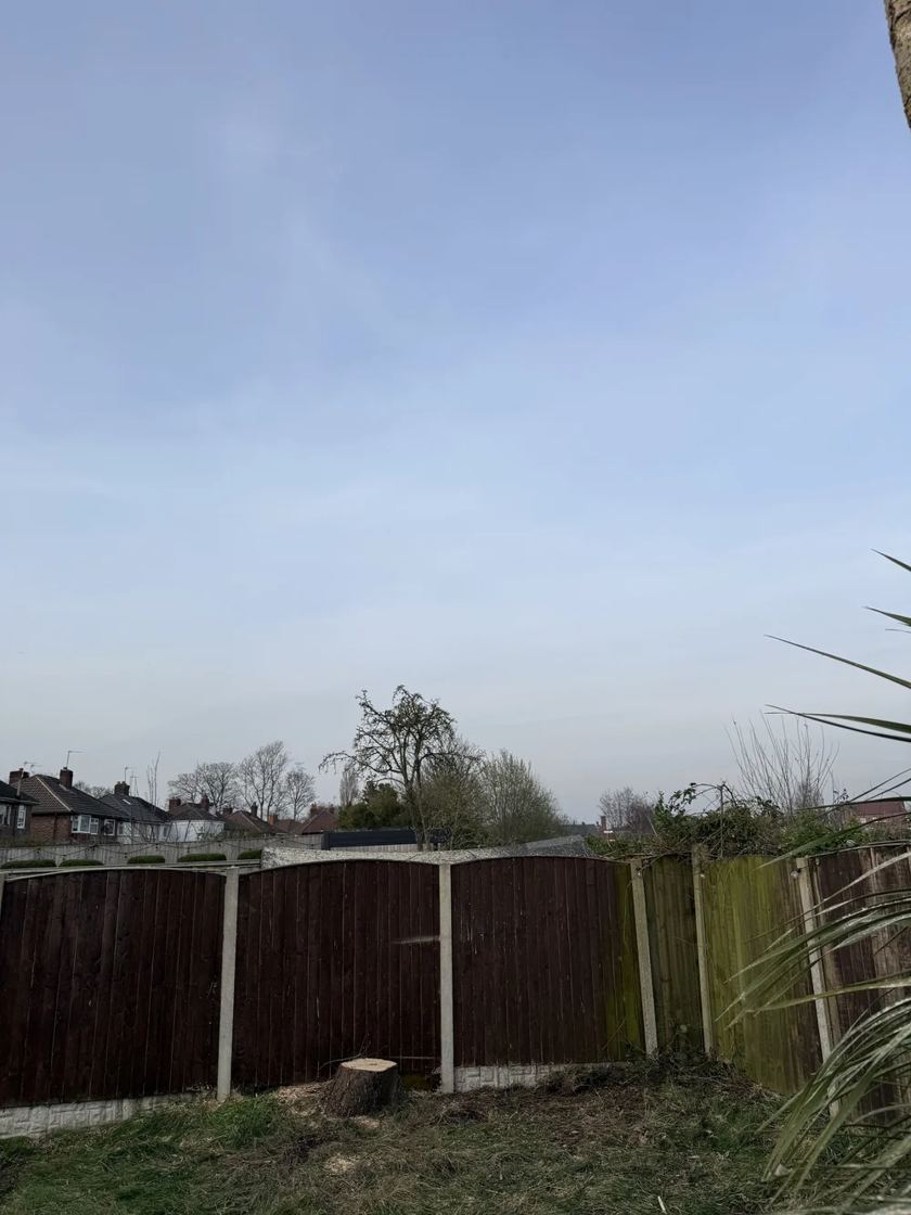 Leylandii removed in Liverpool &mdash; after The Tree Fellas LPL tree surgery