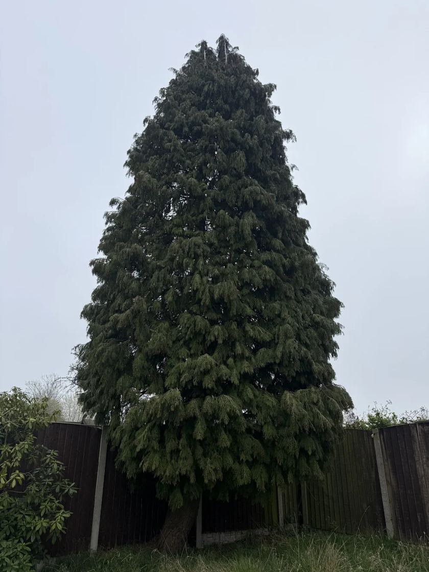 Leylandii removed in Liverpool &mdash; before The Tree Fellas LPL tree surgery