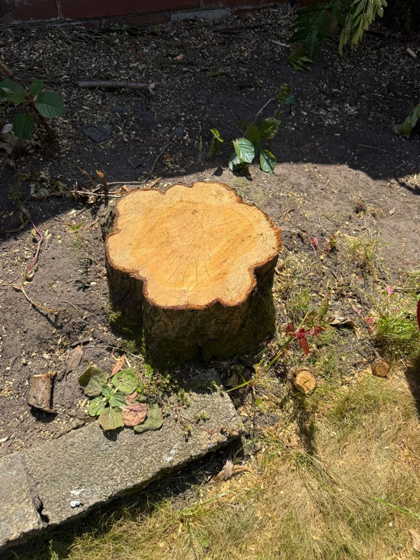 Stump ground out in Liverpool &mdash; before The Tree Fellas LPL tree surgery