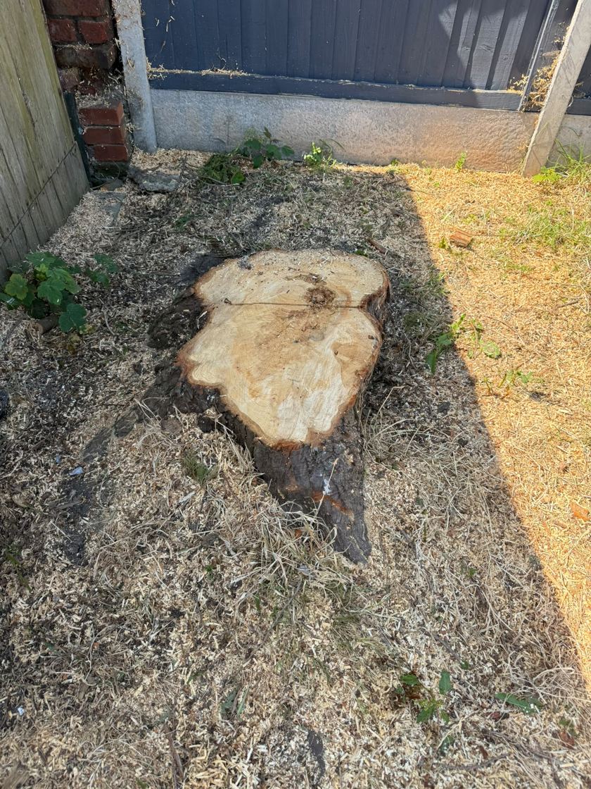 Stump ground out in Liverpool &mdash; before The Tree Fellas LPL tree surgery