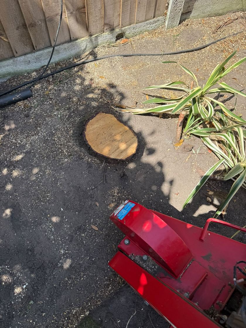 Stump ground out in Liverpool &mdash; before The Tree Fellas LPL tree surgery