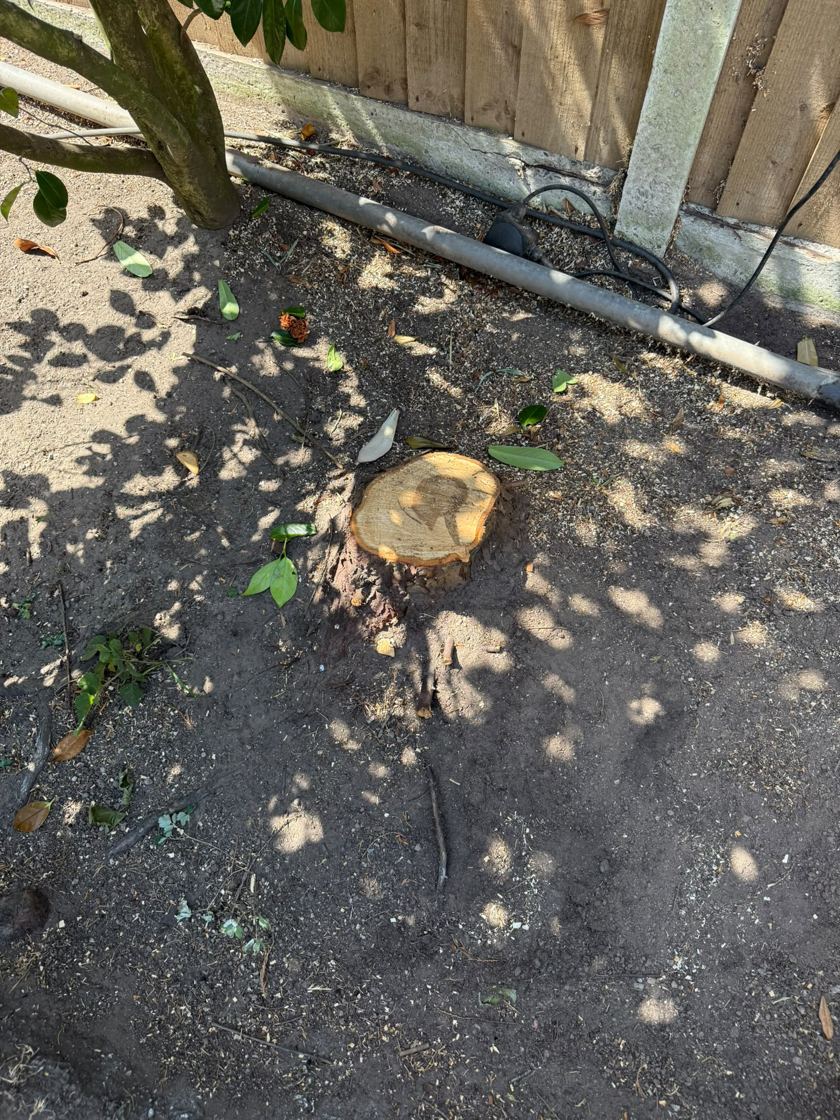 Stump ground out in Liverpool &mdash; before The Tree Fellas LPL tree surgery