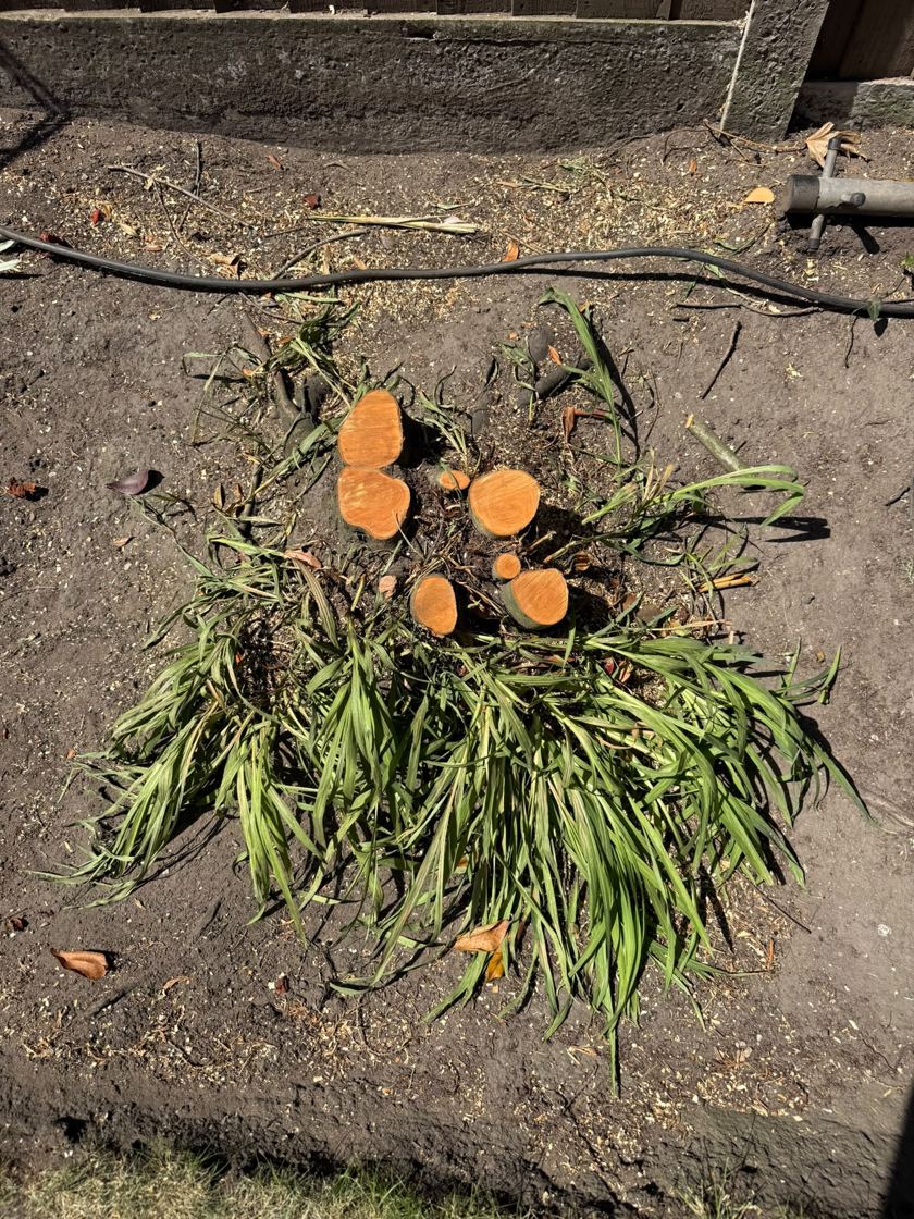 Stump ground out in Liverpool &mdash; before The Tree Fellas LPL tree surgery